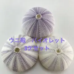 NO.68V-148 アーチン(ウニ殻) バイオレット　濃淡　3ケセット