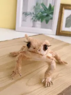 羊毛フェルト　フトアゴヒゲトカゲ　お目々パッチリ