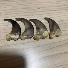 熊の爪 4個セット