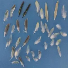 インコ羽根　まとめ売り