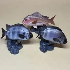 ユージン原色海水魚図鑑II シークレットのクログチ クロダイ マダイ