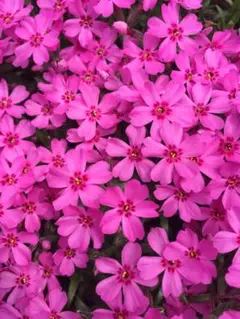 芝桜 ピンク
