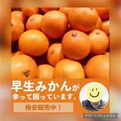 ☆限定破格☆和歌山県産ゆらみかん蜜柑1.5キロ~2キロ箱☆由良ミカン☆