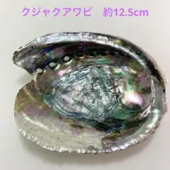 NO.86-4 貝殻　クジャクアワビ(メキシコアワビ) 磨き