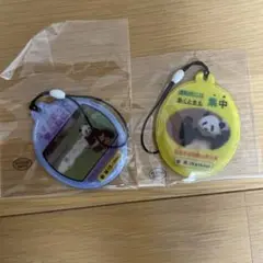 【非売品】白浜　パンダ 彩浜　 2個セット