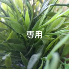 専用　アクリルビーズ　3パック