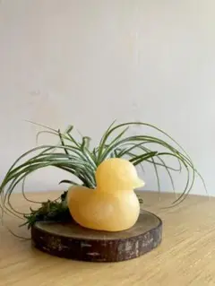 そのまま飾れるエアプランツ【カルサイトあひる】