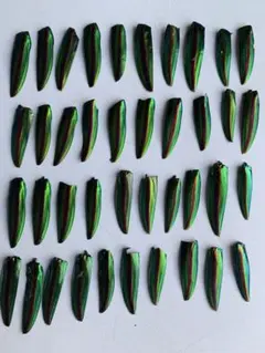 ヤマトタマムシの羽　40枚　小さめ　縁起物　ハンドメイド