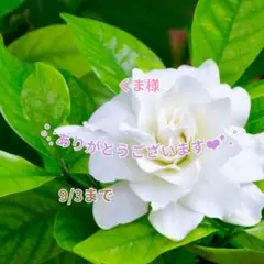 くま様 おまとめパーツ(˘͈ᵕ ˘͈ *)♡