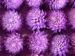 千日紅ドライフラワー　ピンク100個