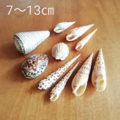 2と5 貝殻 貝 天然貝 巻き貝 中サイズ セット 水槽オブジェ