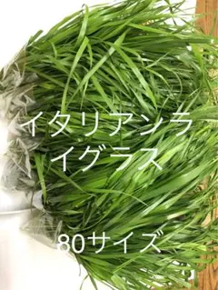 Item thumbnail for item 46783b9b-59b0-43cf-bd19-2902bbc11420