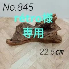アク抜き済み流木【845】❁スーパーセール❁