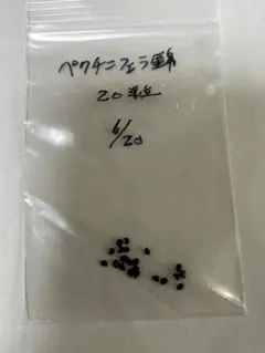 レア！メニネンシスV.ルブラ×ペクチニフェラ錦 実生 鉢植えメルカリ便送料込み レア！メニネンシスV.ルブラ×ペクチニフェラ錦 実生 鉢植え