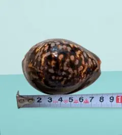 「屋久島産 天然タカラガイ＆ツキガイ大サイズ4個セット☆縁起物・インテリアに」
