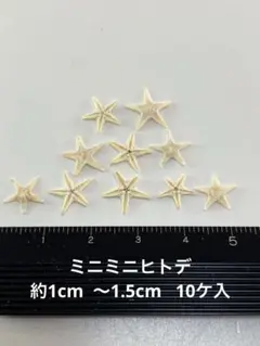 NO.23ss-185 ミニミニヒトデ　約1cm 〜1.5cm 10ケ入