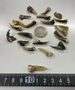 カミツキガメの爪 5本セット