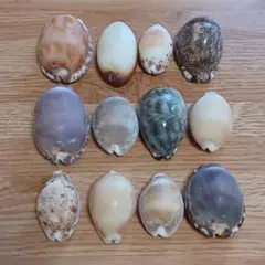 【希少】タカラガイ 12個セット 中サイズ 沖縄県天然海岸 アート クラフト素材