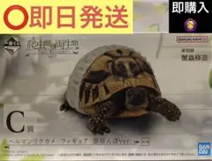 一番くじ 爬虫類 ＆ 両生類 C賞 ヘルマンリクガメ 部屋んぽver.