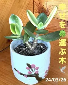 ❤️　❀金の成る木❀キャンバス小 Amazon.co.jp: 金の成る木 観葉植物