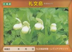2025年最新】レブンアツモリソウの人気アイテム - メルカリ