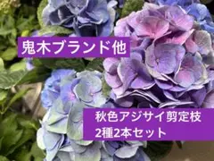 福岡県鬼木様の紫陽花☆ハイドランジア☆筑紫路風車☆4号鉢☆超希少☆1鉢 福岡県鬼木様の紫陽花☆ハイドランジア☆筑紫路風車☆8号鉢☆超