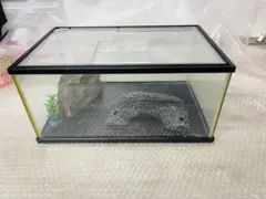 ガラス水槽 観賞ケース