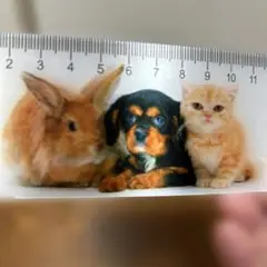 動物イラスト ものさし14cm 3Dタイプ