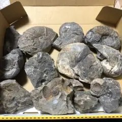 化石 北海道 アンモナイト ノジュール 宅配便コンパクト