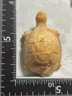 フォッシルコーラル　亀　天然石　お花いっぱい