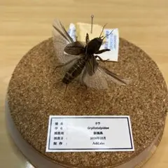 【昆虫標本】ケラ飛翔　ガラスケース入り