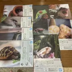 爬虫類1番くじ クリアファイル＆ステッカーセット 9枚