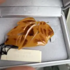 Item thumbnail for item 44103059-f3ec-4f96-bd22-52be1cafc500