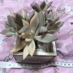 多肉 多肉植物 韓国苗 オパリナ錦 群生