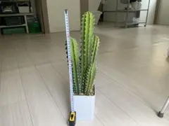 フェイク　サボテン 約70cm 白鉢