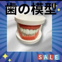 SALE 歯科　歯の模型 モンテッソーリ 歯磨練習 デンタル 模型 歯 知育玩具