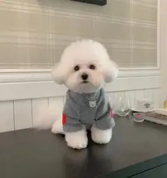 Item thumbnail for item 21424ad2-0454-4e20-a8d8-7b0b6d49de11