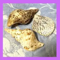 高瀬貝　タカセ貝　サラサバテイ　貝殻 タカセガイ（磨） 貝殻 インテリア 約10〜12cm : 海洋工房