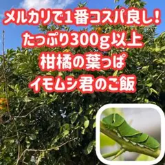 枝付き アゲハ 餌 蝶々 アゲハ蝶 柑橘 葉っぱ エサ 農薬不使用 幼虫 青虫
