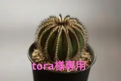 レア！メニネンシスV.ルブラ×ペクチニフェラ錦 実生 鉢植えメルカリ便送料込み レア！メニネンシスV.ルブラ×ペクチニフェラ錦 実生 鉢植え