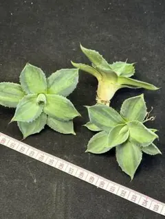 多肉植物アガベ 氷山 小株 3株同梱 - メルカリ