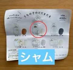 うちの子のけだまだま シャム 正規品
