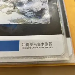 美ら海　観察ガイド