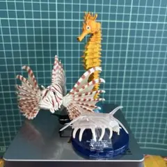 ミノカサゴ！タツノオトシゴ！センジュマナコ！