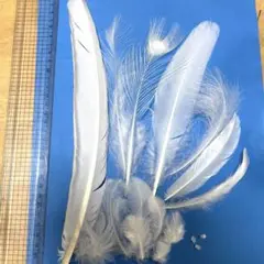 鳥の羽根　白孔雀の羽根セット①