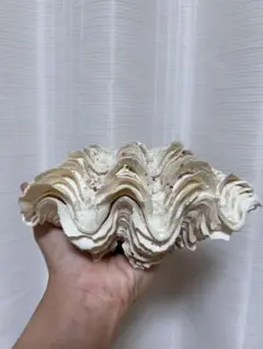 シャコ貝 19cm