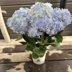 Blue-w◆今季ラスト◆ボリューム満点◆魅了されるアジサイ　万華鏡◆5号 楽天市場】アジサイ 万華鏡 ブルー 青 5号鉢植え 紫陽花 花鉢 花