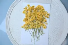 押し花　カラフルかすみ草20本