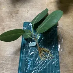 ベンガレンシス う