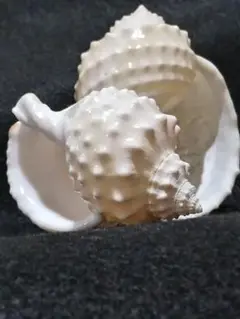 Item thumbnail for item 76d8a4fd-2b88-424f-8495-e29aeb097e84